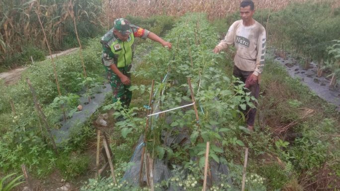 Babinsa Bantu petani Panen Tanaman Cabe dan Tomat