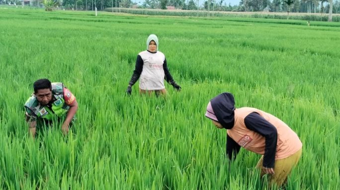 Babinsa Koramil 0108-07 /Semadam Bantu Petani Bersihkan Rumput di Sawah