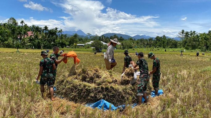 KEGIATAN PANEN PADI MASYARAKAT BERSAMA PERSONEL YONIF TP 857/GANA GAJAHSORA.