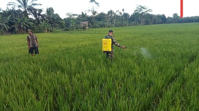 Ikut Basmi Hama Tanaman Padi, Babinsa Babo Bantu Petani Semprot Di Sawah Warga