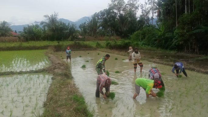 Laksanakan Pendampingan Babinsa Bantu Petani Tanam Padi
