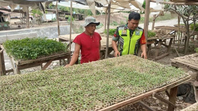 Wujudkan Ketahanan Pangan, Babinsa Bantu Petani Pilih Bibit Cabe yang Akan di Tanam