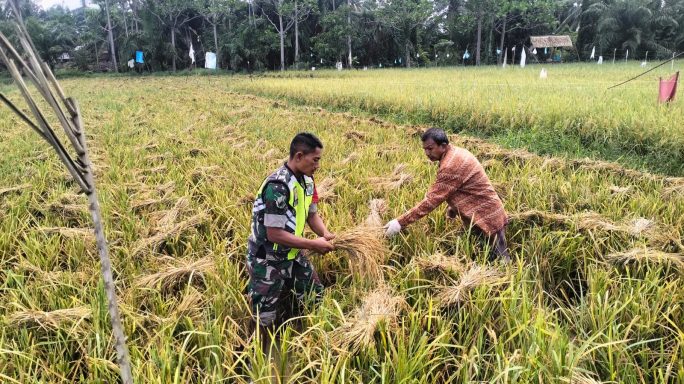 Sukseskan Ketahanan Pangan, Serda Sriwahyudi Babinsa Koramil 04/Bdh Bantu Petani Panen Padi