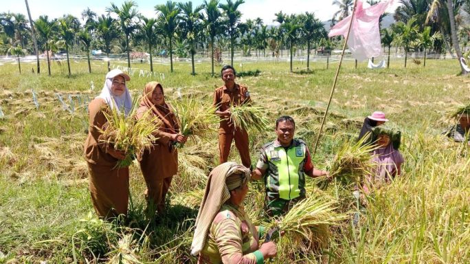 Babinsa Terjun Sawah Laksanakan Pendampingan Kepada Petani Panen Padi