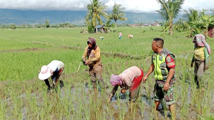 Jaga Tanaman Tetap Subur Babinsa Bantu Petani Bersihkan Gulma Tanaman Padi