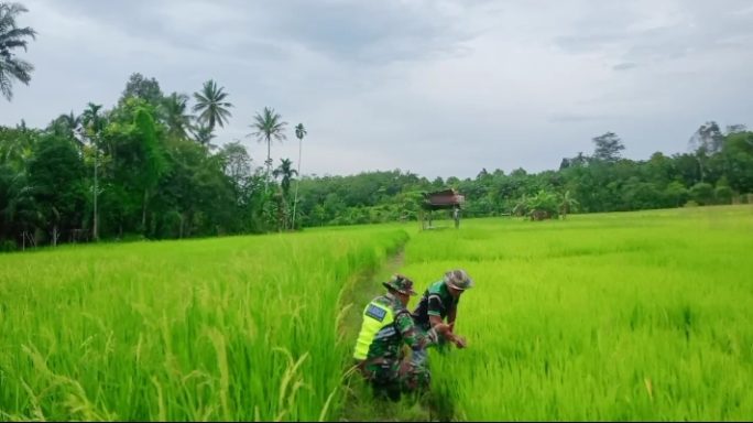 Sertu Syamsuar Bersama Petani Cek Kondisi Tanaman Padi