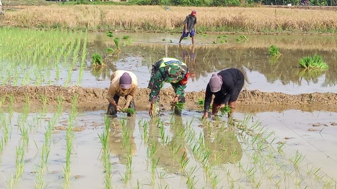 Semangat Serda Ridwan Bantu Petani Tanam Padi