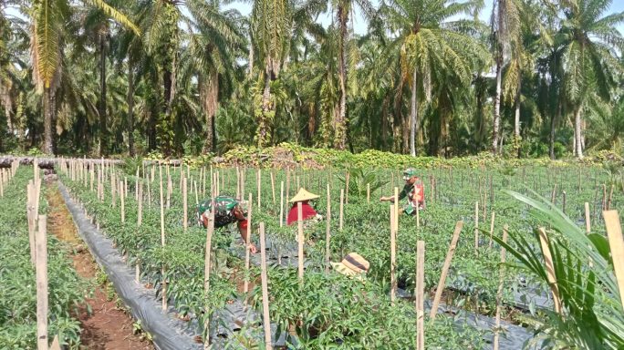 Babinsa Bantu Petani Rawat Tanaman Cabe di Desa Binaan