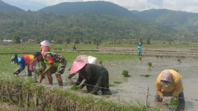 Dukung Ketahanan Pangan,Babinsa Koramil 16/Tangse Turun ke Sawah Bantu Petani Tanam Padi