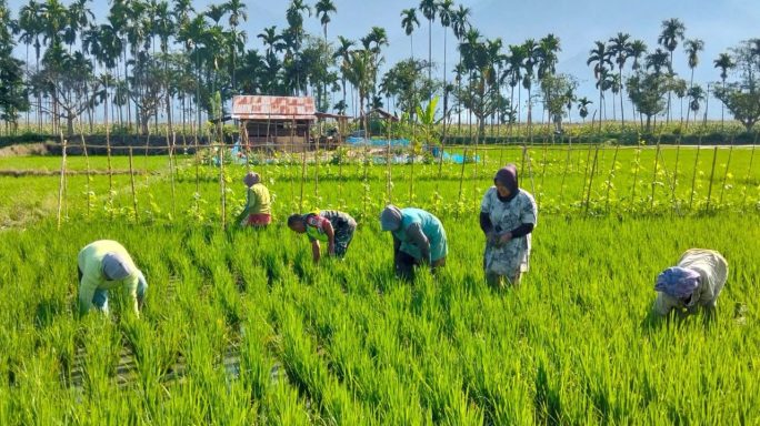 Babinsa Cinta Raja Dampingi Petani Tanam Padi