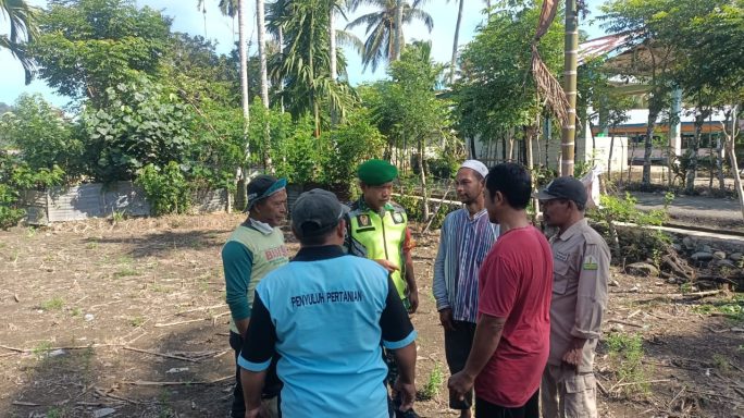 Babinsa Koramil 16/Tangse Dampingi Petani, Dorong Peningkatan Ketahanan Pangan Lewat Program Tanam Jagung
