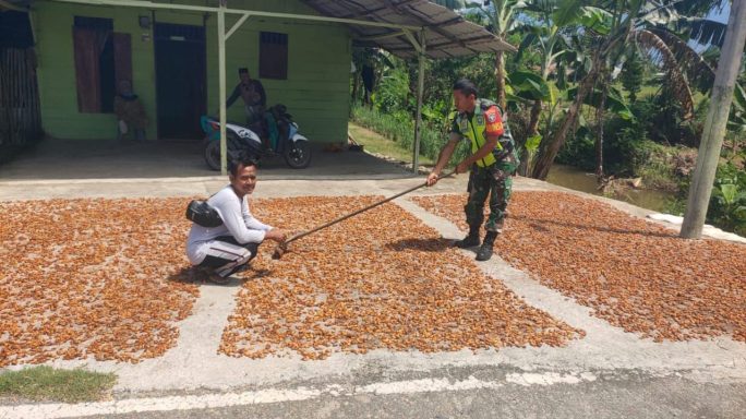 Peduli Dan Jalin Kebersamaan Dengan Masyarakat Babinsa Bantu Jemur Hasil Coklat