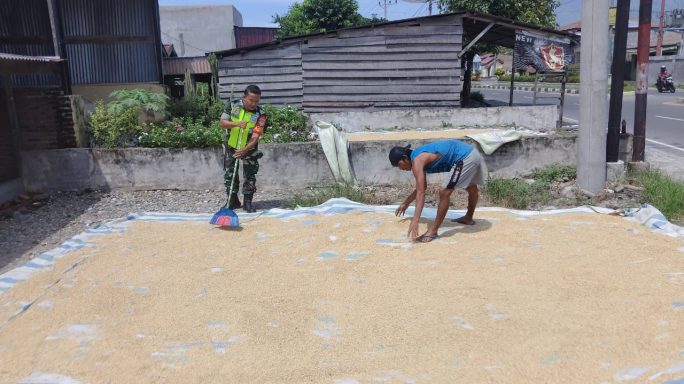 Wujud Pendampingan Petani Babinsa Bantu Jemur Padi