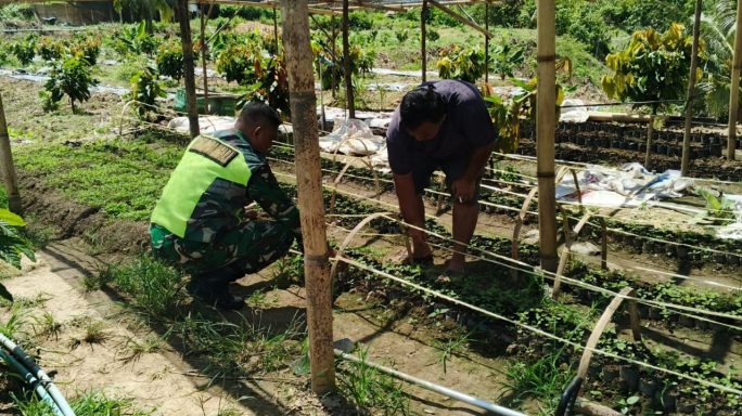 Babinsa Laksanakan Anjangsana Pendampingan ke Pembibitan Pepaya Berikan Motivasi