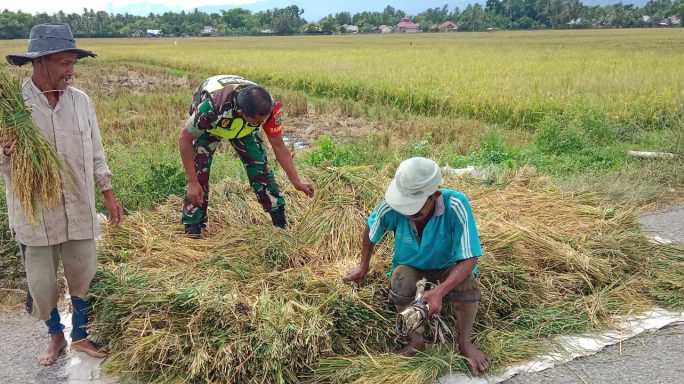 Babinsa Koramil 24/Mutiara Timur Bantu Petani Panen Secara Tradisional