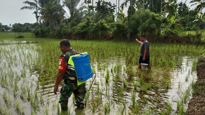 Babinsa Koramil 06/Manyak Payed Bantu Petani Semprot Hama Keong Sawah