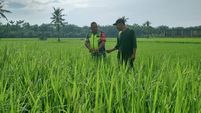 Babinsa Sukaramai Satu Bersama Petani Cek Kondisi Tanaman Padi