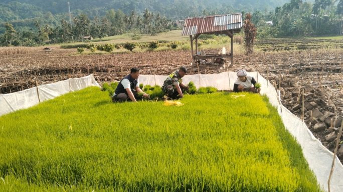 Babinsa Bantu Petani Cabut Bibit Padi Siap Tanam