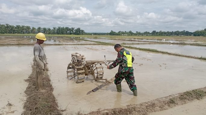 Babinsa Bantu Petani Mengolah Lahan Sawah Menggunakan Traktor