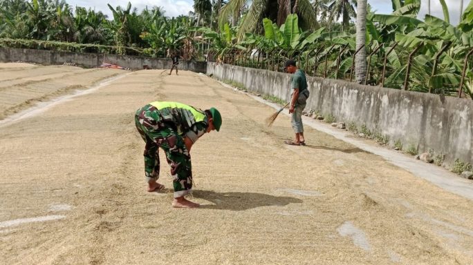 Babinsa Laksanakan Pendampingan Kepada Petani Jemur Padi Pasca Panen