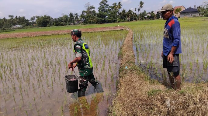Guna Dukung Ketahanan Pangan, Babinsa Bantu Petani Pupuk Tanaman Padi