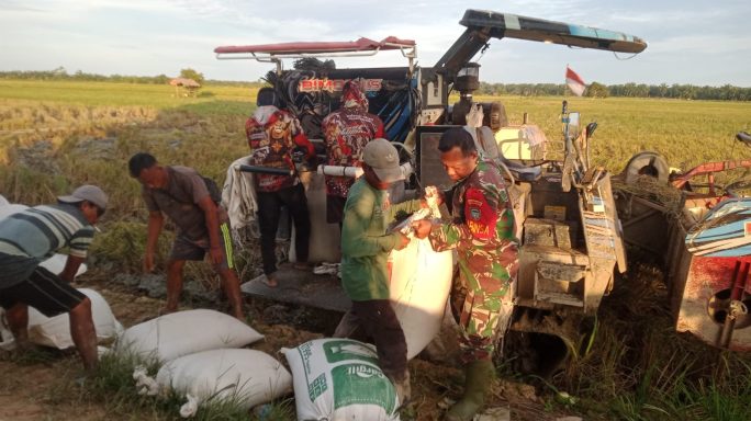 Dukung Swasembada Pangan, Babinsa Turun ke Sawah, Bantu Petani Panen Padi