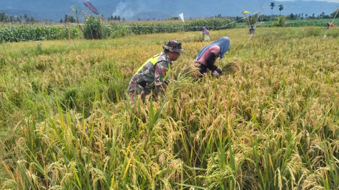 Babinsa Bantu Panen Padi Petani Wujudkan Ketahanan Pangan Nasional