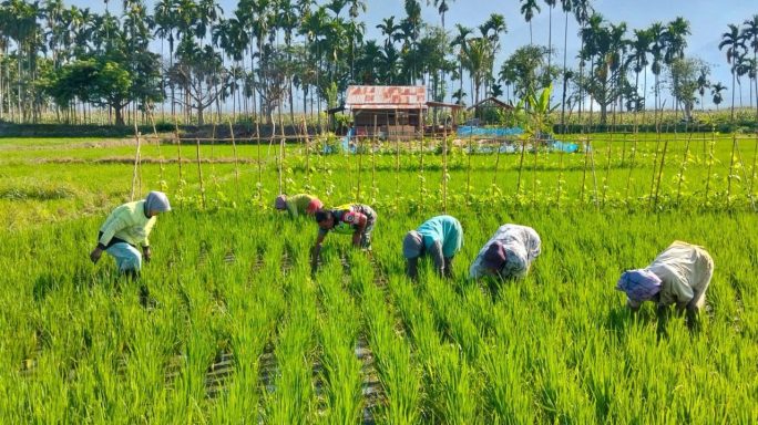 Babinsa Koramil 0108-04/Babussalam Bantu Petani Laksanakan Pembersihan Gulma Tanaman Padi