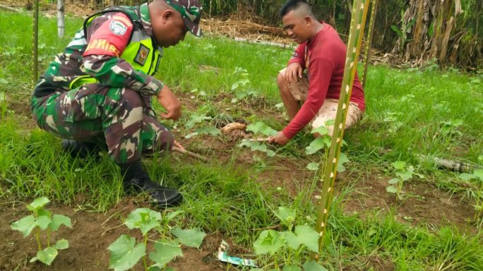 Babinsa Bantu Petani Sayur Bersihkan Gulma Tanaman, Wujud Kepedulian TNI