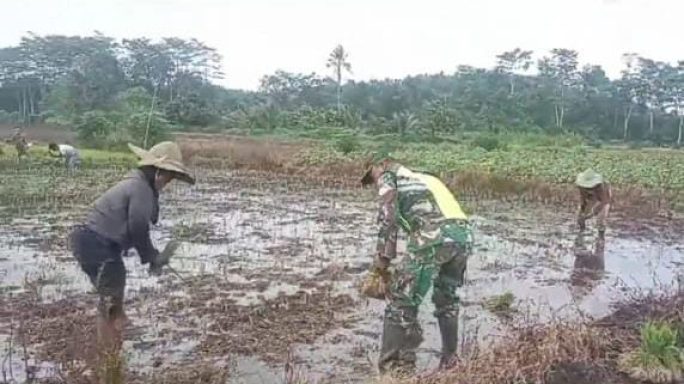 Babinsa Bantu Petani Tanam Padi, Guna Tingkatkan Ketahanan Pangan