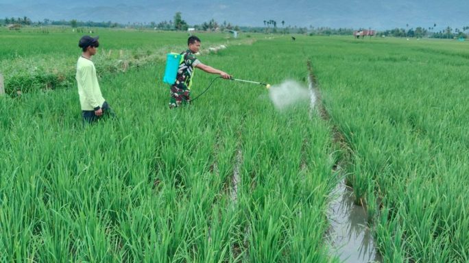 Berantas Hama Tanaman Babinsa Bantu Petani Semprot Tanaman Padi