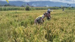 Dukung Ketahanan Pangan, Babinsa Posramil Babul Makmur Turun Sawah Bantu Petani Panen Padi