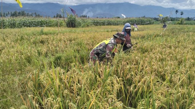 Dukung Ketahanan Pangan, Babinsa Posramil Babul Makmur Turun Sawah Bantu Petani Panen Padi