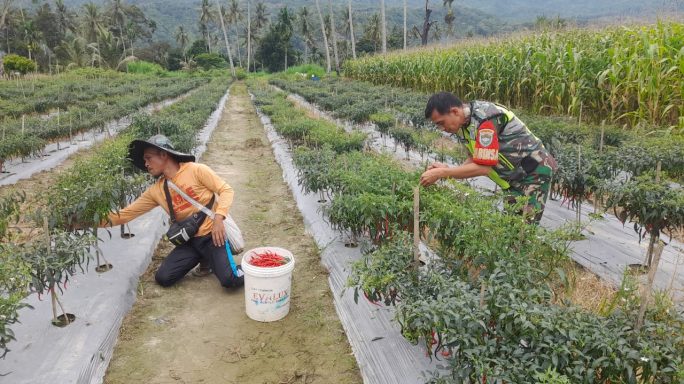 Babinsa Bantu petani Panen Tanaman Cabe