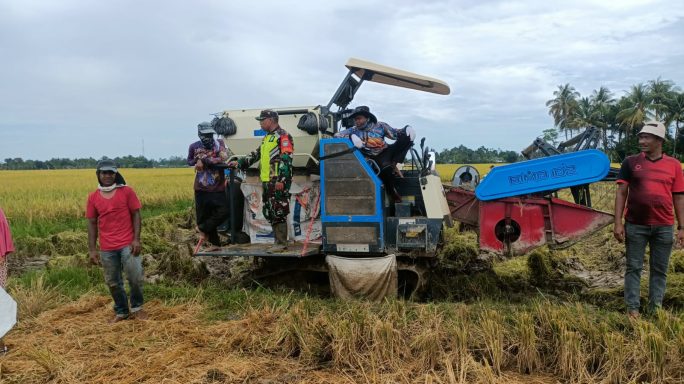 Babinsa Koramil 27/Jangka Buya, Kodim 0102/Pidie Bantu Petani Panen Padi, Wujudkan Ketahanan Pangan di Wilayah Binaan