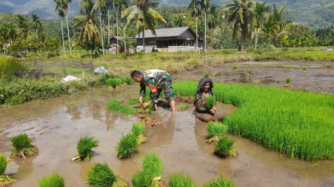 Wujudkan Swasembada Pangan Babinsa Bantu Petani Cabut Bibit Padi