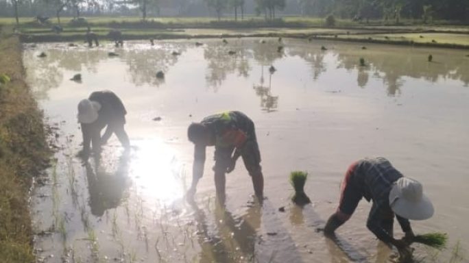 Babinsa Seuneubok Aceh Dengan Semangat Bantu Petani Tanam Padi