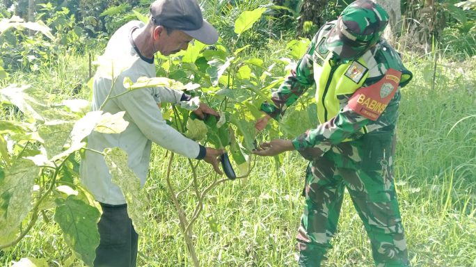 Dukung Pertanian Di Wilayah Binaan, Babinsa Komsos Dengan Petani Terong