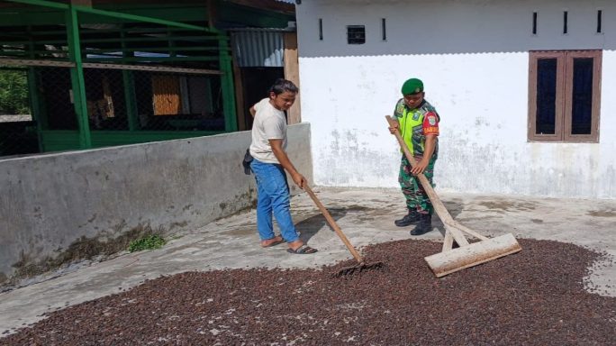 Babinsa Koramil 0108-05/Lawe Alas Laksanakan Pendampingan Warga Desa Binaan Jemur Kakao/Coklat