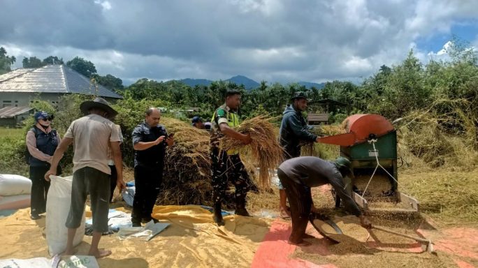 Babinsa Koramil 16/Tangse Bantu Warga Panen Padi, Wujud Nyata Dukungan TNI untuk Ketahanan Pangan