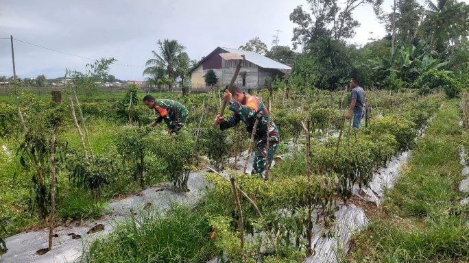 Wujudkan Kepedulian Terhadap Masyarakat, Babinsa Koramil 03/Senagan Timur Bantu Petani Cabe Di Desa Binaan
