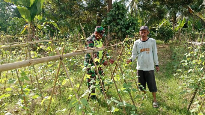 Bentuk Dukungan Babinsa Terhadap Petani, Babinsa Bantu Rawat Tanaman Kacang Panjang,