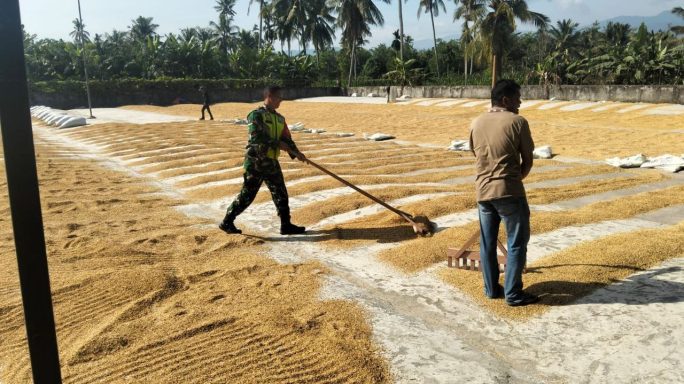 Babinsa Koramil 0108-07/Semadam Bantu Warga Jemur Padi Pasca Panen