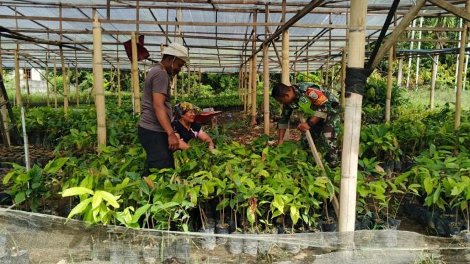 Babinsa Bantu Warga Dalam Pembibitan Tanaman Cokelat