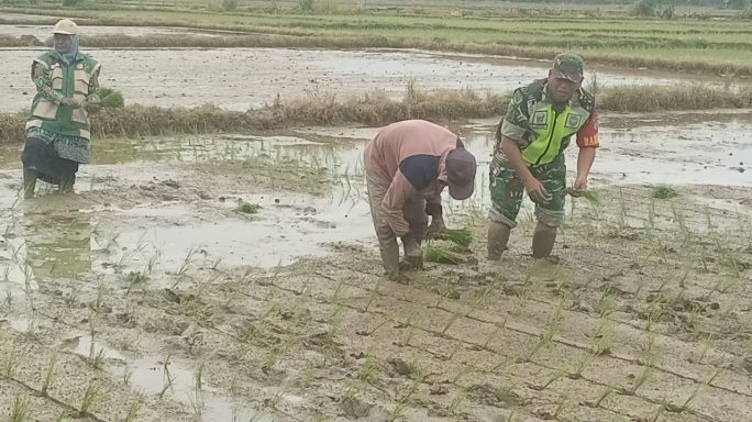 Babinsa Koramil 02/Seunagan Bantu Petani Tanam Padi Di Desa Binaan