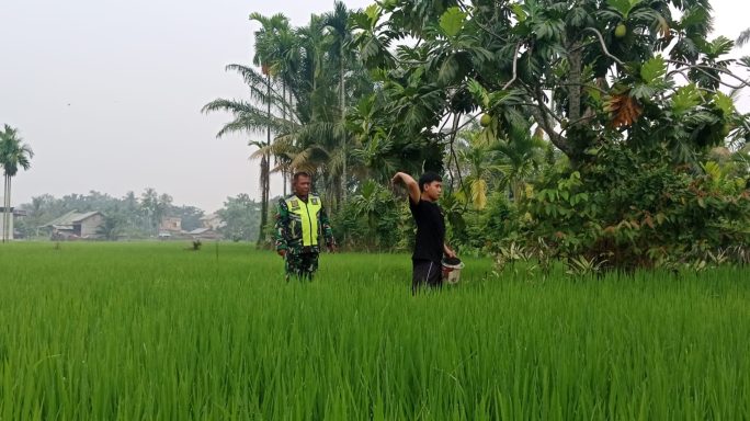 Peran Aktif Babinsa Dampingi Petani Pantau Perkembangan Tanaman Padi di Desa Binaan