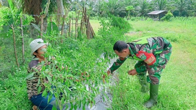 BABINSA POS RAMIL TRIPA MAKMUR MEMBANTU WARGA MERAWAT TANAMAN CABE DI DESA NEUBOK YE PK