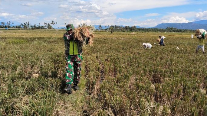 Usai Panen Babinsa Bantu Petani Angkat Padi yang Akan di Rontok
