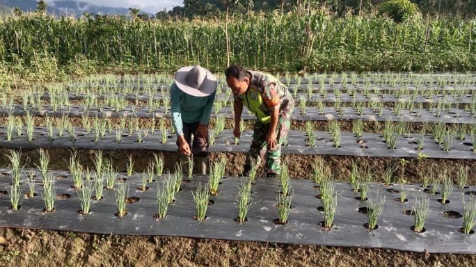 Babinsa Posramil Leuser Sambangi Petani Bantu Cek Hama Tanaman Bawang Merah