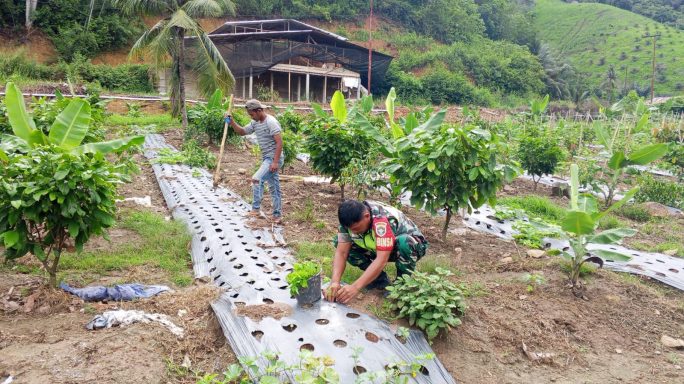 Babinsa Posramil Leuser Bantu Petani Tanam Bibit Cabe,Dukung Ketahanan Pangan Nasional